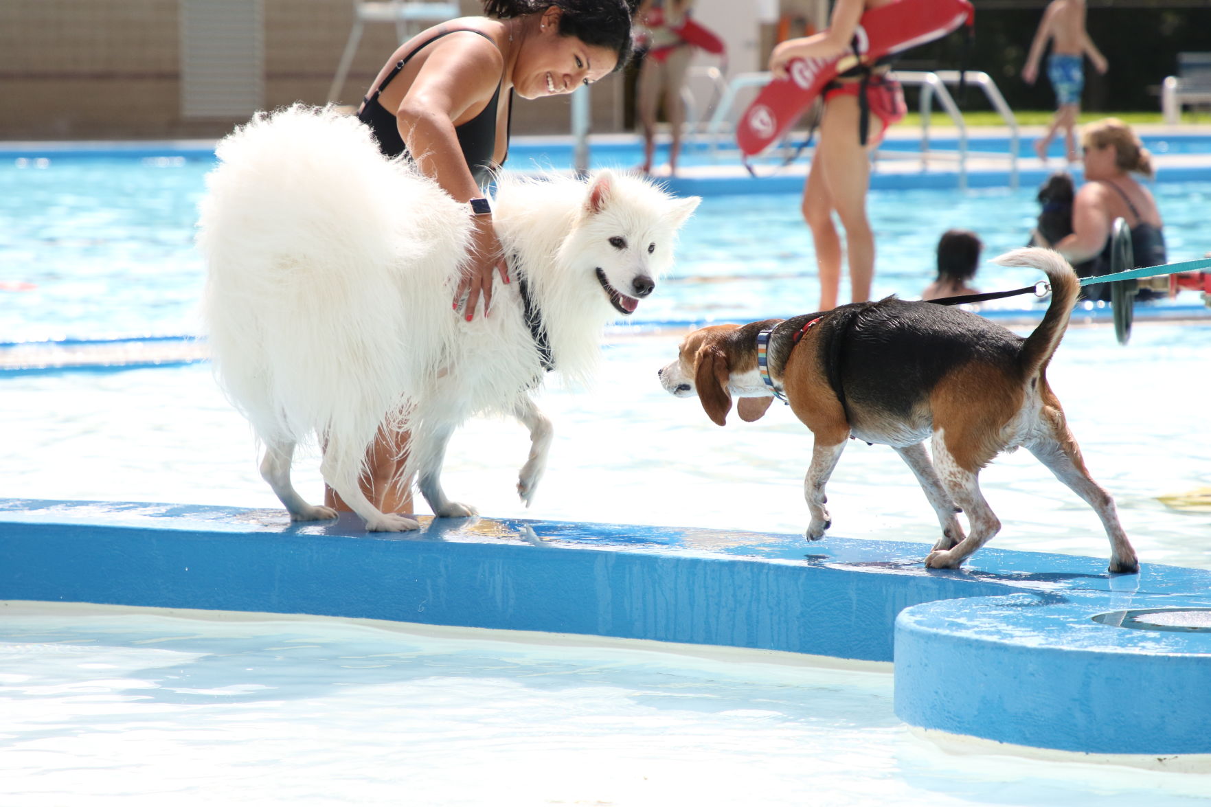 Dogs at the pool (48).JPG